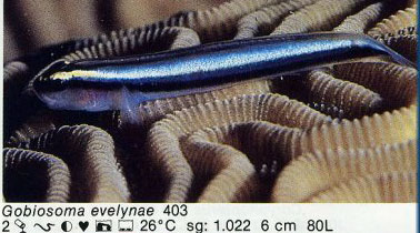 Gobiosoma evelynae